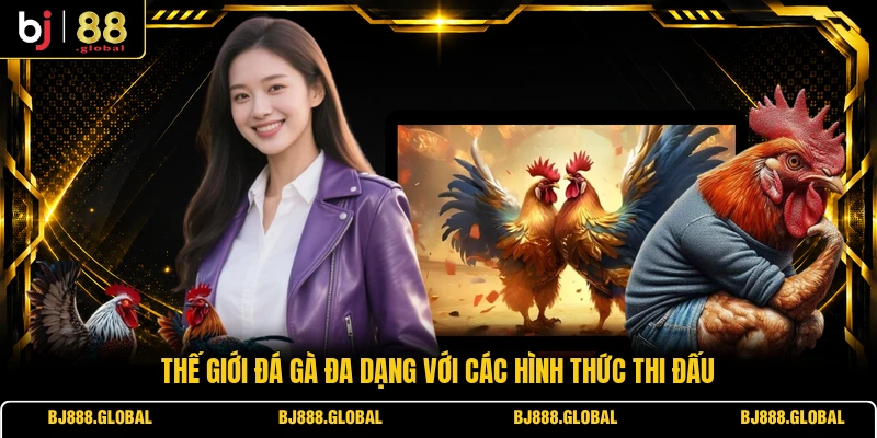 Thế giới đá gà đa dạng với các hình thức thi đấu